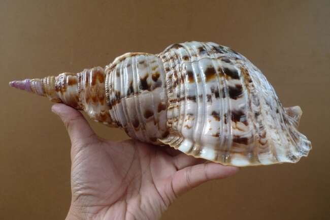 Triton Shell 320mm Pacific Seashell Aquarium Trumpet Coral