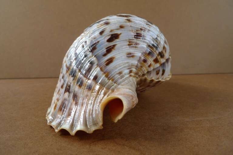 Triton Shell 320mm Pacific Seashell Aquarium Trumpet Coral