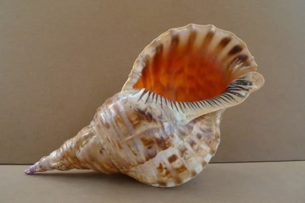 TRITON Seashell