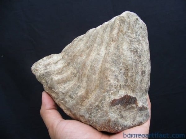 just discovered massive stegodon molar fossil teeth organic remains relic borneo