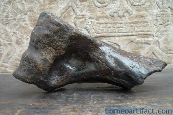 Proximal Left Humerus For BISON Fossil Fossils Glazed Rare Relic Organic Remain