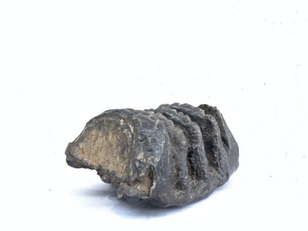 AUTHENTIC FOSSIL 140mm/ 5.5 STEGODON MASTADON Fossils Teeth Bone Prehistoric