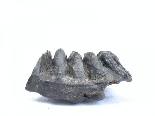 AUTHENTIC FOSSIL 140mm/ 5.5 STEGODON MASTADON Fossils Teeth Bone Prehistoric