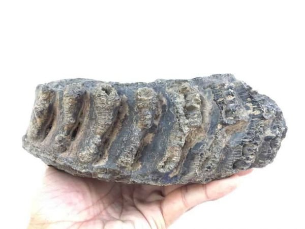 AMAZINGGLAZED.lbSTEGODON/MASTADONTEETHFossilFossilsPrehistoric
