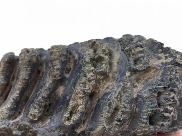 AMAZINGGLAZED.lbSTEGODON/MASTADONTEETHFossilFossilsPrehistoric