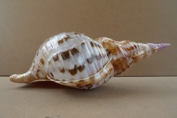 Shell Seashell