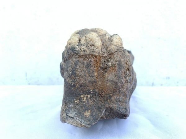 Stegodon / Mastadon Teeth 250mm Fossil Fossils Mammoth Elephant Mammal Prehistoric Specimen
