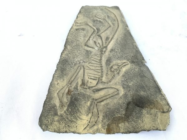Feathered Dinosaur Archaeopteryx 205mm Small Extinct (150.8 million – 125.45 million years ago) Fossil Fossils Bird