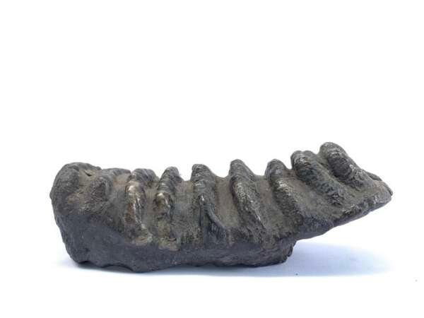Herbivorous Fossil Stegodon / Mastadon Teeth Elephant Mammal Prehistoric Fossils