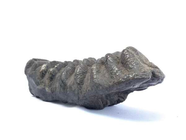 Herbivorous Fossil Stegodon / Mastadon Teeth Elephant Mammal Prehistoric Fossils