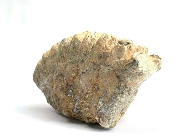 Elephant Fossil Herbivorous Animal 200mm Stegodon / Mastadon Teeth Mammal Prehistoric Fossils