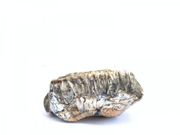 RARE Stegodon Mammoth Fossil Teeth Tooth remain Dinosaur