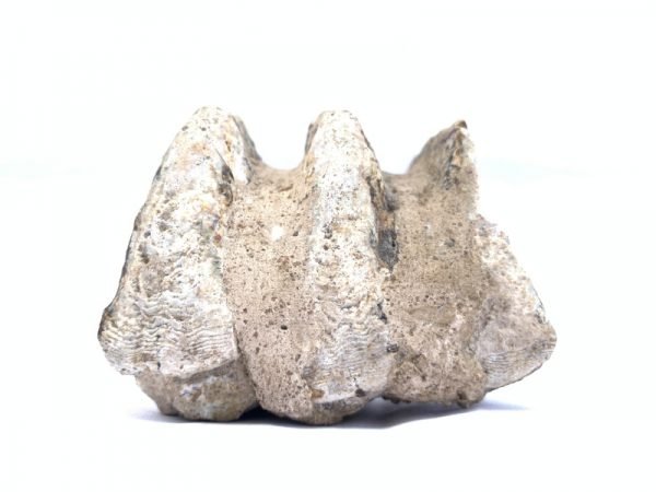 Stegodon or Mastodon fossil Extinct Mammal Animal Specimen Organic Remains