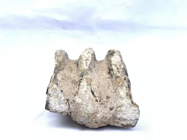 Stegodon or Mastodon fossil Extinct Mammal Animal Specimen Organic Remains