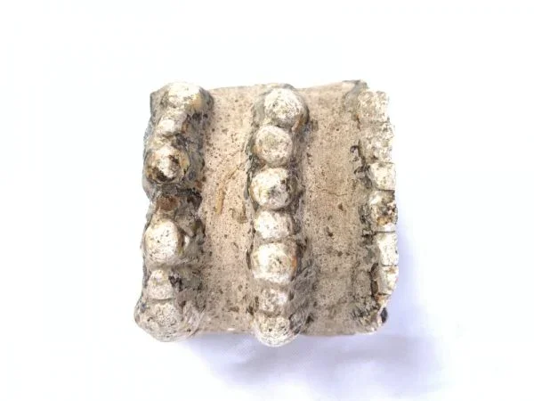 Stegodon or Mastodon fossil Extinct Mammal Animal Specimen Organic Remains