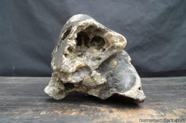 FOSSILS ANCIENT BUFFALO Skull & Antler Fossil Sulawesi Organic Remains Relic