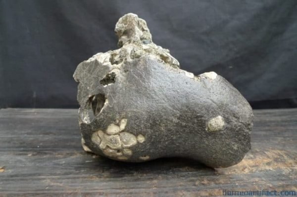 FOSSILS ANCIENT BUFFALO Skull & Antler Fossil Sulawesi Organic Remains Relic