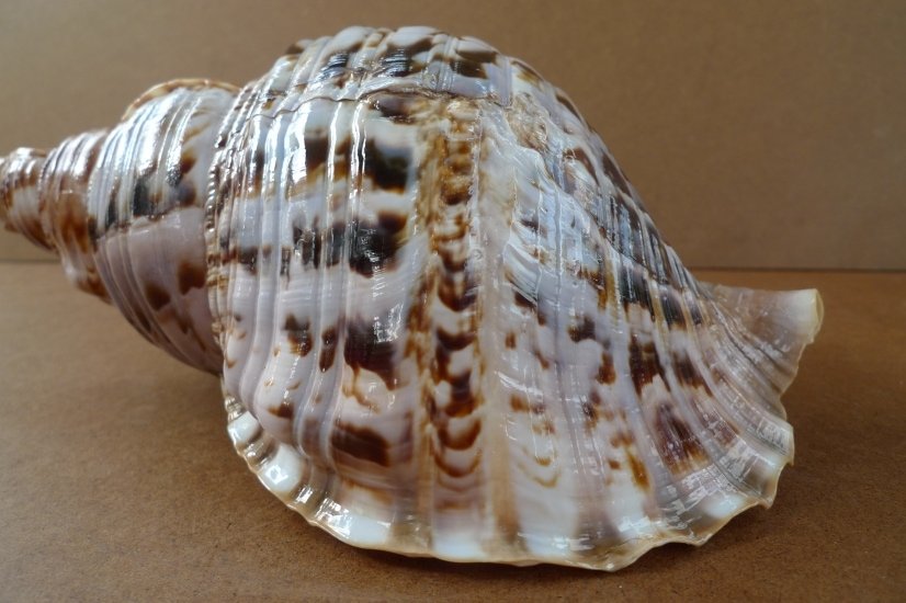 TRITON SHELL 320mm PACIFIC SEASHELL Aquarium Trumpet Coral