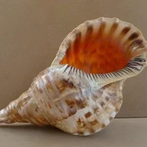 TRITON Seashell