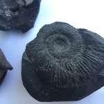 THREE AMMONITES FOSSIL ROCK Fossils Sulawesi Relic Cephalopod Ammonite