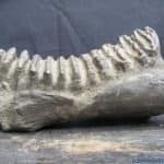 Stegodon Mastodon FOSSIL