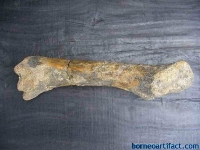 FOSSIL ANCIENT MEGA SIZE BONE Stegodon No Dinosaur Fossils Relic