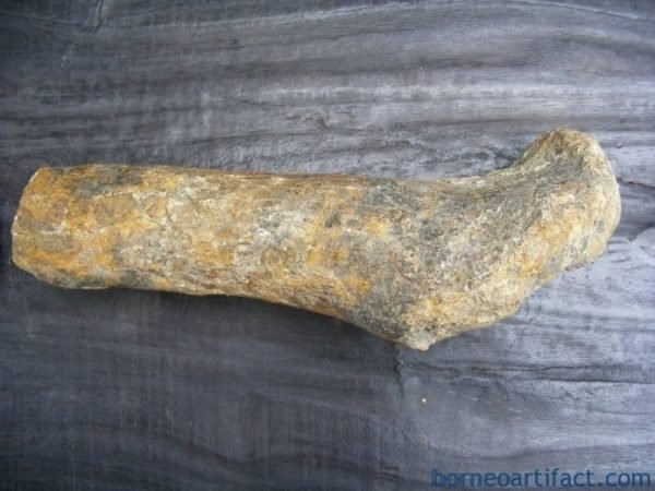 FOSSIL ANCIENT MEGA SIZE BONE Stegodon No Dinosaur Fossils Relic