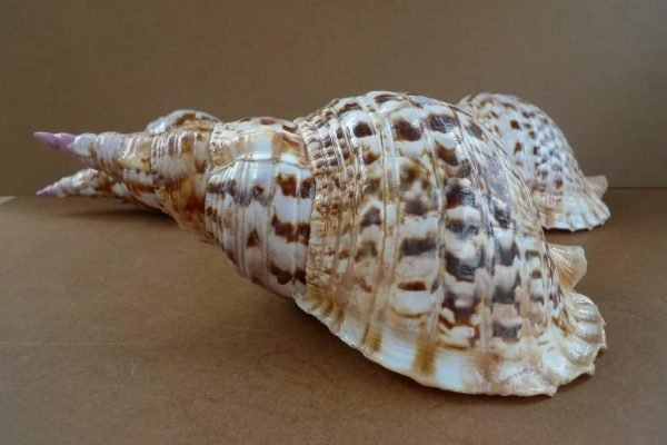 LARGE COLLECTION Three Charonia Pacific Triton Asia Asian Shell Seashell Snail