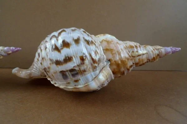 LARGE COLLECTION Three Charonia Pacific Triton Asia Asian Shell Seashell Snail