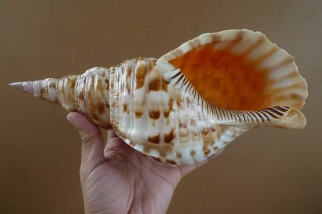 PACIFIC TRITON Large Sea Snail Seashell Charonia Trumpet Asia Home