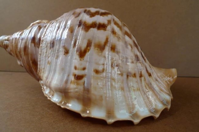 Charonia Seashell Home Deco GIANT PACIFIC TRITON Sea Snail