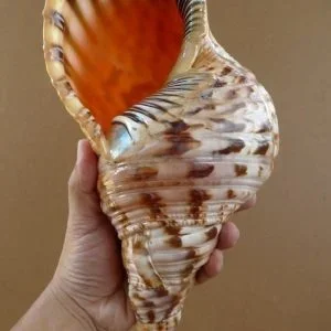 Charonia Seashell