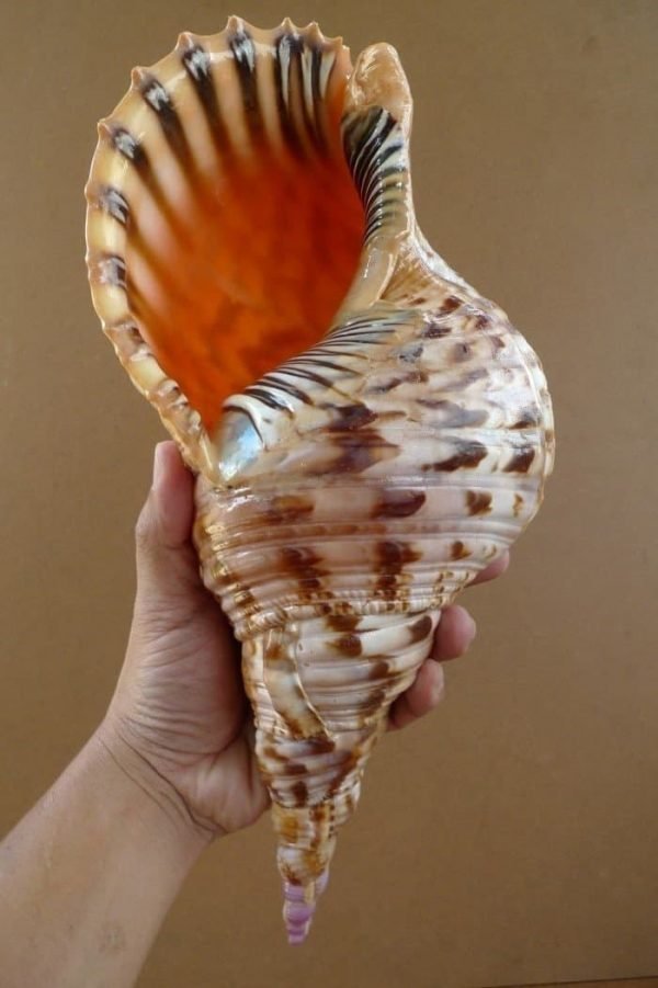 Charonia Seashell
