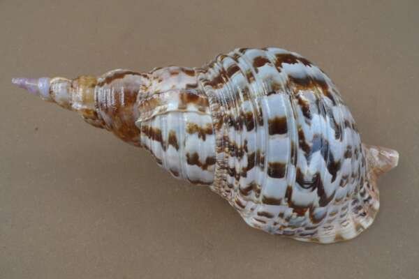 GIANT PACIFIC TRITON 340mm / 13.4 ” Asia Asian Seashell Sea Snail Charonia Trumpet Bed Lamp