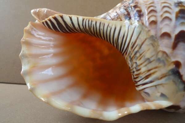 GIANT PACIFIC TRITON 340mm / 13.4 ” Asia Asian Seashell Sea Snail Charonia Trumpet Bed Lamp