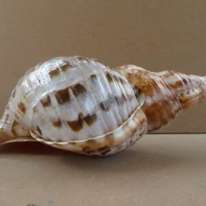 Shell Seashell