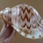 Giant Shell