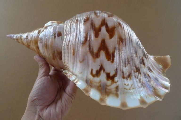 Giant Shell PACIFIC CHARONIA TRITON (1.5 Lb) Lamp Trumpet Seashell