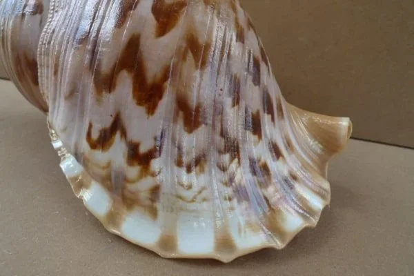 PACIFICCHARONIATRITON(.lb)GiantSeaSnailSeashellAsiaAsianArtLamp