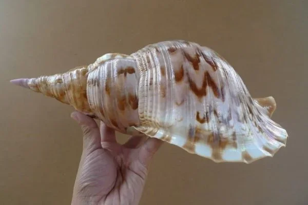 PACIFICCHARONIATRITON(.lb)GiantSeaSnailSeashellAsiaAsianArtLamp