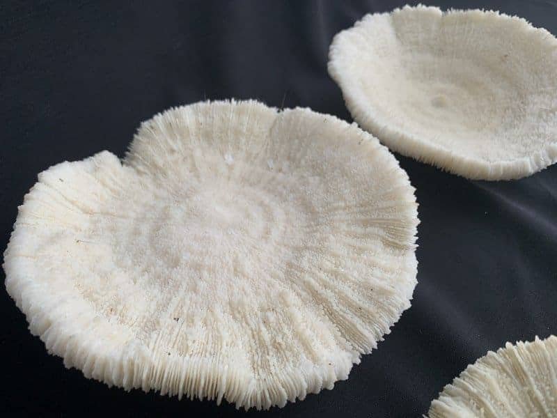 Marine Deco SLIPPER CORAL Mushroom Aquarium Corals Seashell