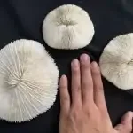 SLIPPERCORAL(MiniSpecimens)HerpolithaMushroomFungiidaeTongueMoleStriateBoomerangCoralsAsiaAsianAquarium#