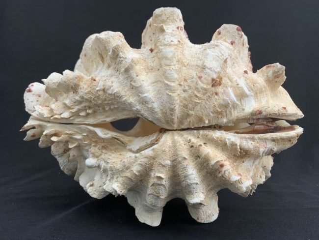 GIANT CLAM GIGAS SQUAMOSA FLUTED Seashell Aquarium Tridacna