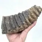Mammoth Fossils
