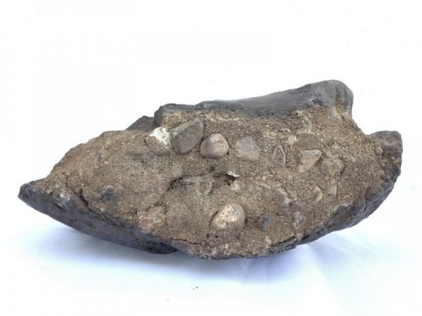 Herbivorous Animal 230mm FOSSIL Stegodon / Mastadon Teeth Elephant Mammal Prehistoric Fossils