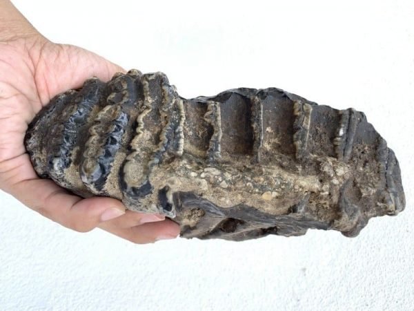 Mammoth Elephant 200mm Fossil Fossils Extinct Specimen Stegodon Mastadon Prehistoric