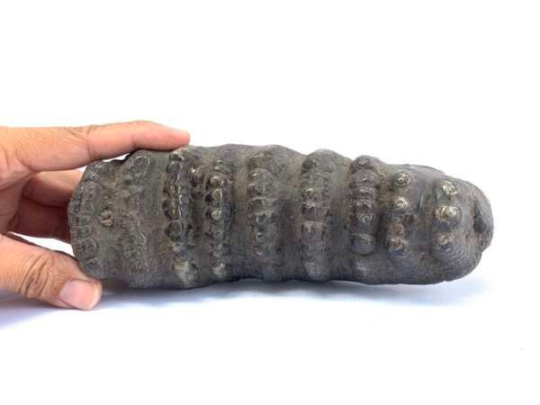 Herbivorous Fossil Stegodon / Mastadon Teeth Elephant Mammal Prehistoric Fossils