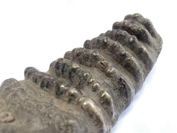 Herbivorous Fossil Stegodon / Mastadon Teeth Elephant Mammal Prehistoric Fossils