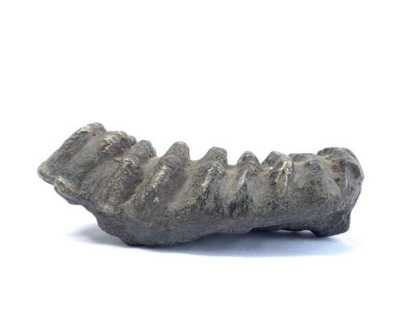 Herbivorous Fossil Stegodon / Mastadon Teeth Elephant Mammal Prehistoric Fossils