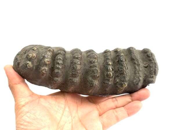 Herbivorous Fossil Stegodon / Mastadon Teeth Elephant Mammal Prehistoric Fossils